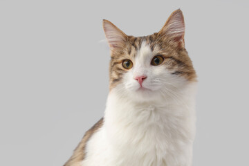 Obraz premium Cute cat on grey background, closeup