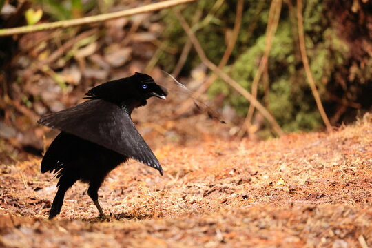 The western or Arfak parotia (Parotia sefilata) is a medium-sized, approximately 33 cm long, bird-of-paradise with a medium-length tail.