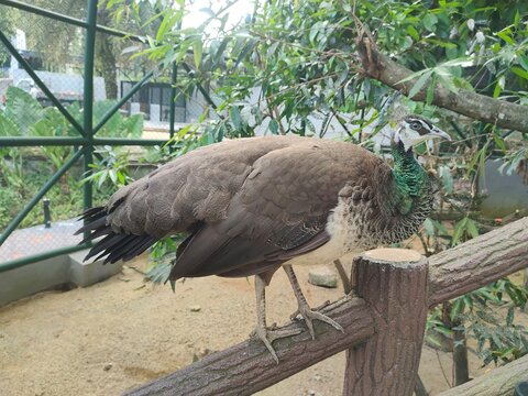 Female Peahen Perched on Textured Railing in Lush Aviary Garden Environment, Wildlife Conservation Flexible Layout with Copy Space for Design