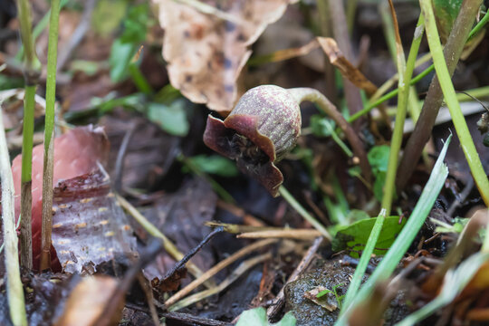 ウスバサイシン（Asarum sieboldii Miq）：草の根基で咲く目立たない暗紫色の花／日本長野県の八千穂高原・5月