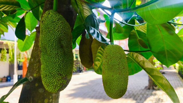 green jackfruit tree