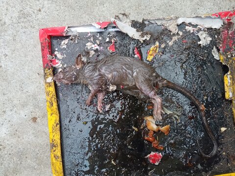 A rat is caught on a glue trap, lying on a dark sticky surface with bits of debris and what appears to be food remains. mouse hantavirus