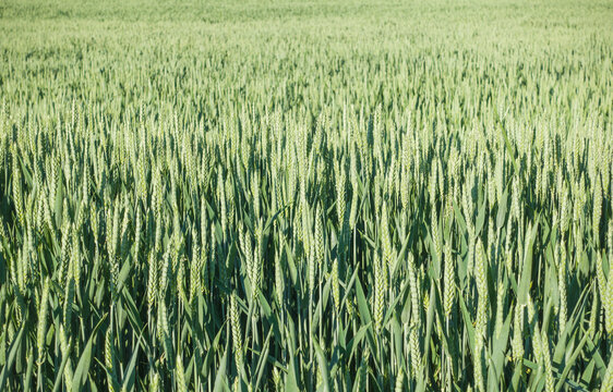 Green wheat field close-up, agricultural landscape background.