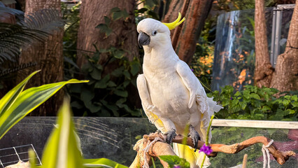 Sulphur-crested cockatoo perched on branch in tropical garden enclosure © Uliana