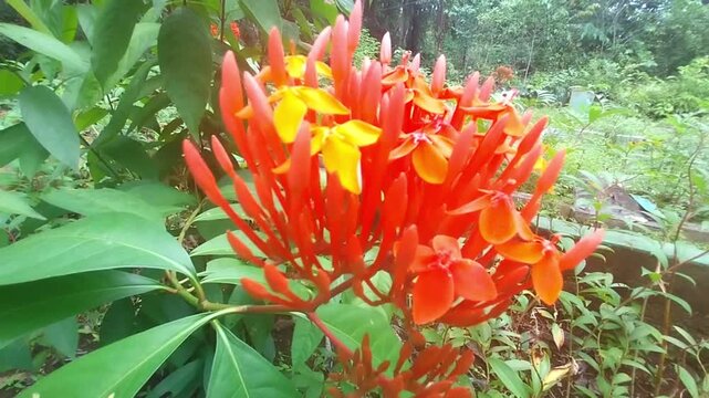 Close up of Ixora coccinea flowers blooming in the garden