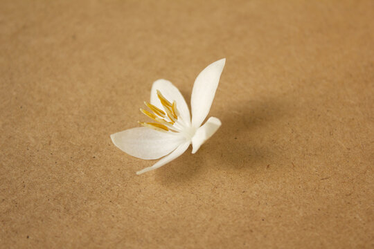It is a wooden board background and Styrax japonica flowers.