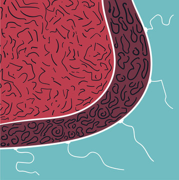 Biological tissue with an outer layer of epidermis containing individual hairs.