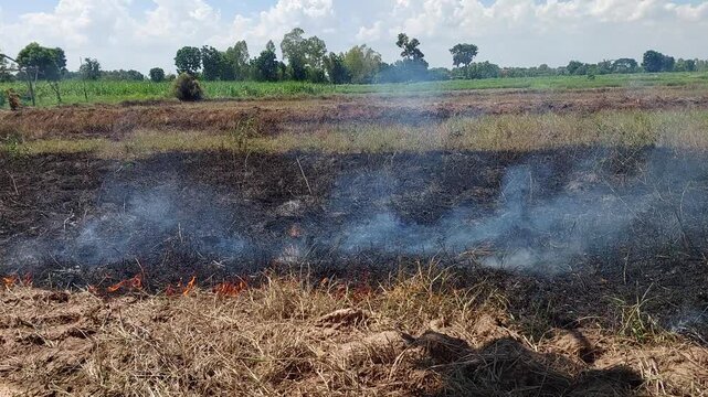 Controlled burning of rice stubble creating heavy smoke in agricultural land under blue sky.
