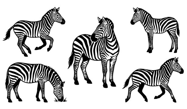 Zebra silhouette vector set black and white wildlife animal collection