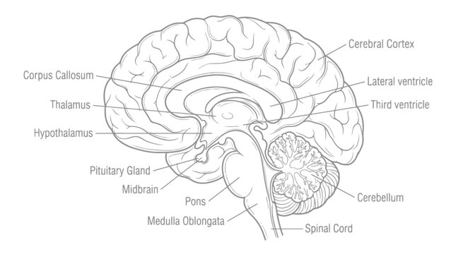 Detailed illustration of a human brain highlighting key structures including Cerebellum, Brainstem, and Cerebral Cortex