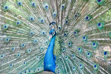 Obraz premium Male peacock displaying full vibrant colorful feathers