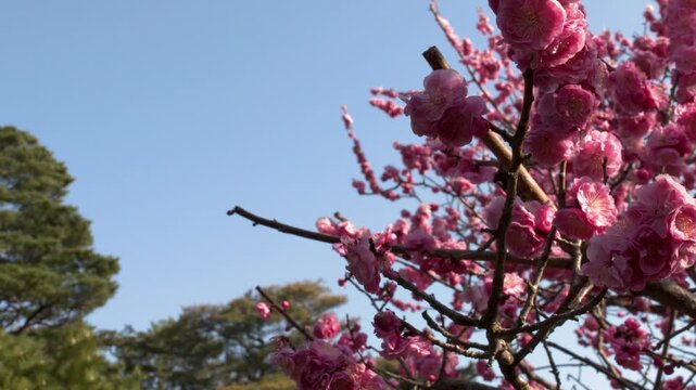 Pink Plum Blossoms Blooming on Tree Branches Against Blue Sky