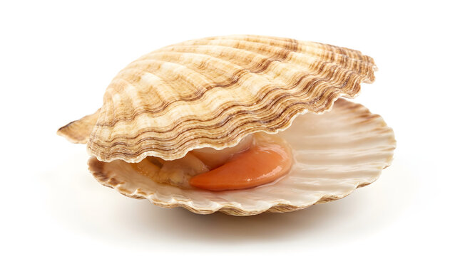 Scallop shell with orange flesh inside isolated on white background