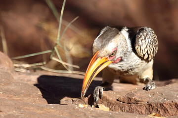 Rotringtoko oder Südlicher Gelbschnabeltoko / Southern yellow-billed hornbill / Tockus leucomelas © Ludwig
