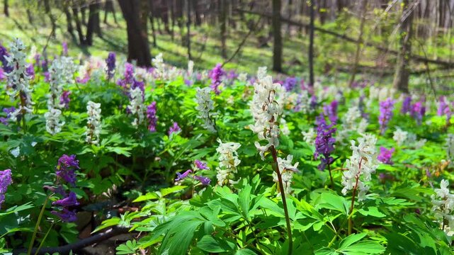 Violet hollowroot Corydalis cava early spring in bloom, with blurred trees in background, sun rays and flowing particles. Forest filled with wildflowers. Blooming field, lawn. Hollow smokestack