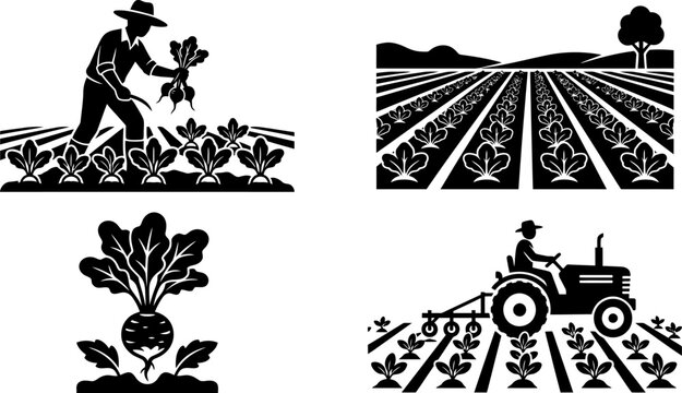 Farming beets in fields with farmer harvesting, planting, and cultivating vegetables, agricultural worker tending to crops silhouette.