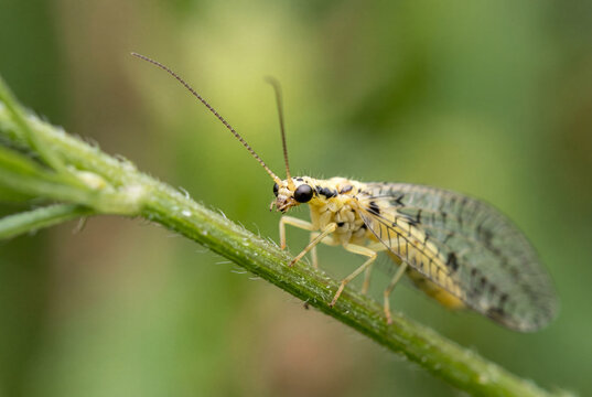 Delicate yellow lacewing insect perched on a slender green plant stem