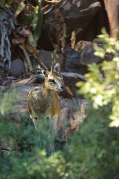 Klippspringer / Klipspringer / Oreotragus oreotragus