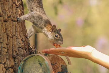 feed squirrel © victor