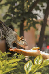 feed squirrel © victor