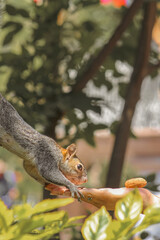feed squirrel © victor