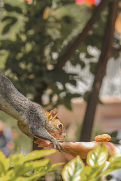 feed squirrel