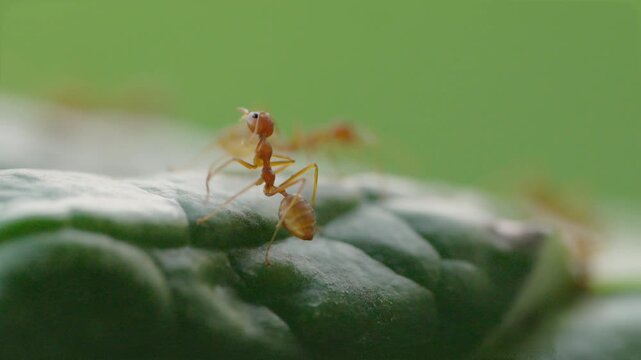 Macro shot of a weaver ant grooming and cleaning its mandibles on a green leaf
