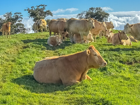 Troupeau de vaches au p&acirc;turage, &icirc;le de La R&eacute;union 