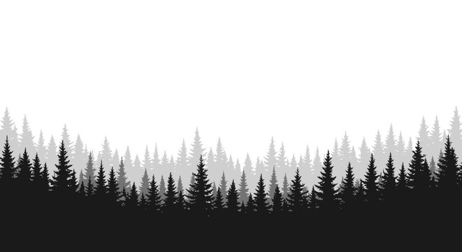 Misty evergreen forest silhouette for nature background design.