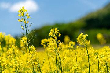 Obraz premium 青空と菜の花畑、春の風景