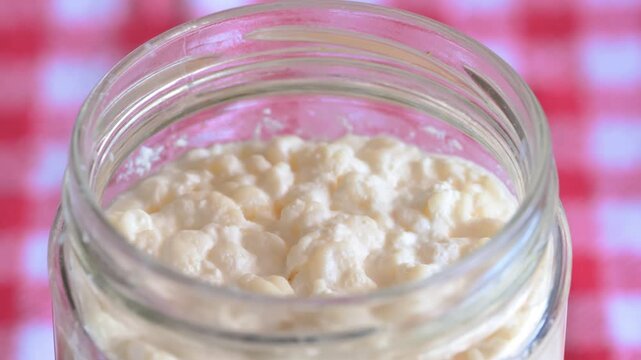 Macro shot of organic milk kefir grains