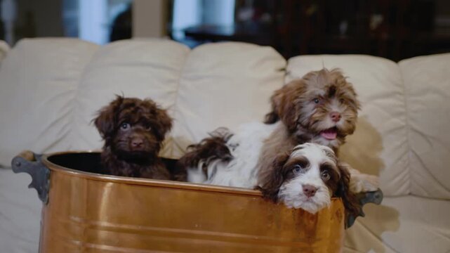 Group of cute fluffy cockapoo puppies resting inside a large decorative copper bucket on a white leather sofa.