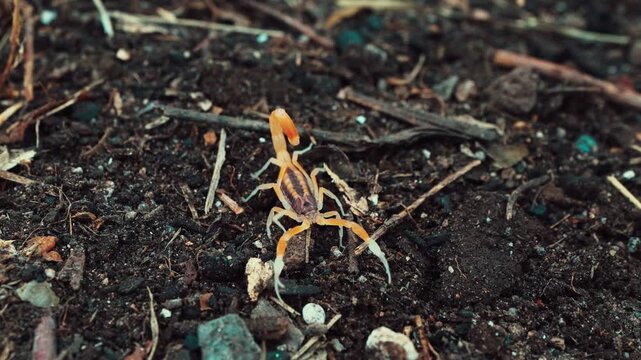 Venomous brown and yellow scorpion standing on dark dirt