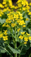 Fototapeta premium Vibrant Yellow Flowers Blooming in a Lush Green Garden.