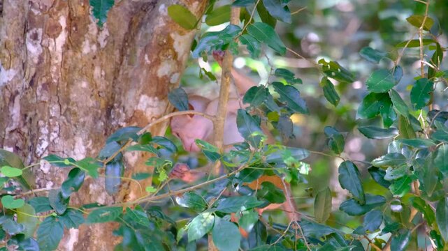 Young macaque monkey picking leaves and climbing tree during wildlife safari in Wilpattu National Park, Sri Lanka