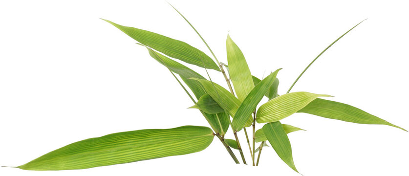 Green bamboo leaves on branch isolated on transparent background, PNG cutout file of tropical bamboo leaf for graphic design elements