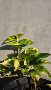 green leaves on the wall