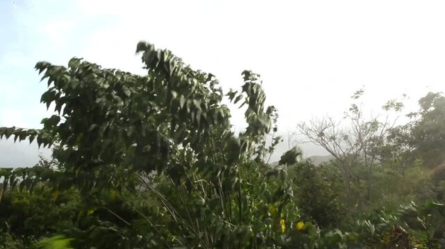 Mulberry Tree Branches Swaying In Strong Gusty Wind