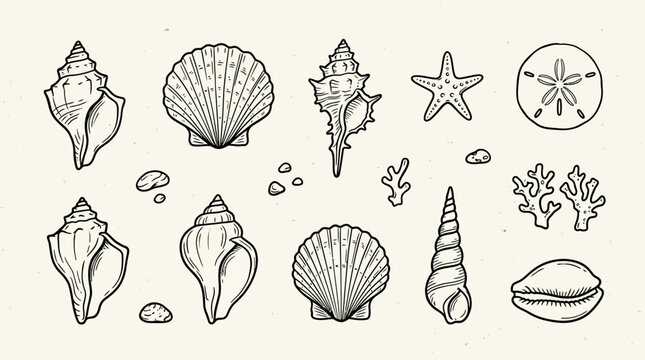 A collection of hand drawn sea shells and marine life elements on a light background