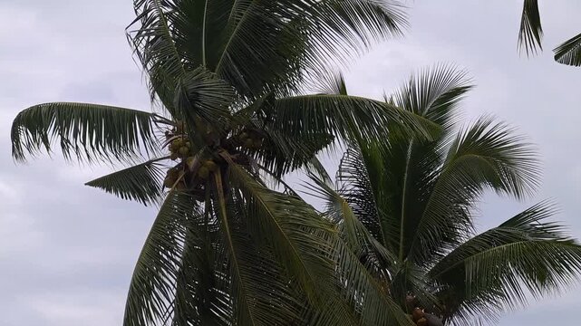 Low-angle footage of tropical coconut palm trees moving gently in the wind beneath an overcast sky. Ideal for travel, nature, climate, tropical landscape, and environmental concepts.