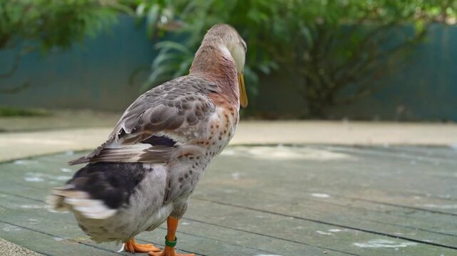 back portrait of funny duck preening, silver appleyard preening its front feather, wild duck cleaning time in the park, wildlife bird routine footage