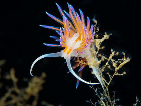 Nudibranch Cratena peregrina