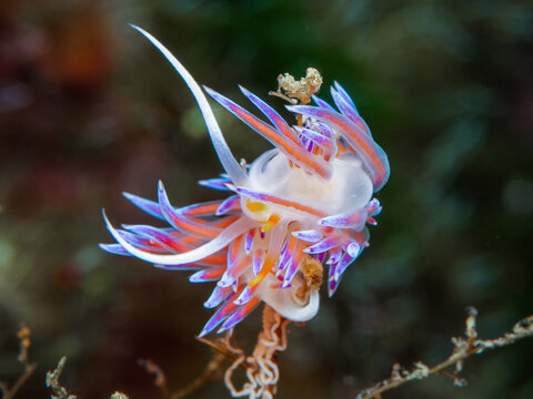 Nudibranch Cratena peregrina