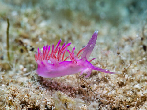 Nudibranch Flabellina affinis