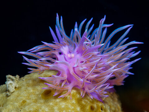 Nudibranch Flabellina affinis