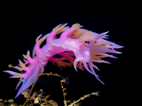 Nudibranch Flabellina affinis