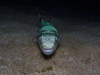 Silver-cheeked toadfish from the Mediterranean Sea © Sakis Lazarides