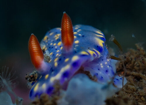 Hypselodoris infucata