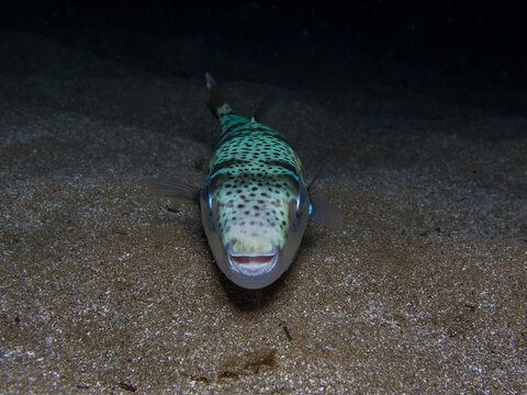 Silver-cheeked toadfish from the Mediterranean Sea