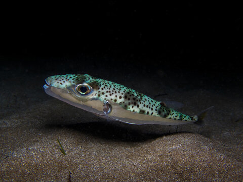 Silver-cheeked toadfish from the Mediterranean Sea